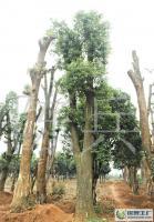 益陽市香樟苗木供應(yīng) 專業(yè)移栽服務(wù)與綠化解決方案