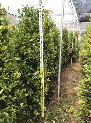 江西綠化苗木之精品 袋苗紅車種植與農戶合作前景