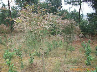 綠化苗木 美化環境與生態建設的重要基石