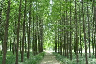 河南苗木產(chǎn)業(yè)概覽 主要基地與特色苗木盤(pán)點(diǎn)