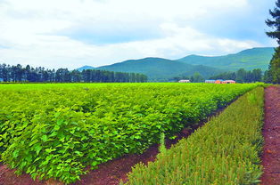 奮力走出全面振興新路 森工產(chǎn)業(yè)奏響“創(chuàng)新與開(kāi)放”主旋律，苗木經(jīng)濟(jì)煥發(fā)新生機(jī)