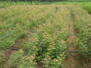 破局與新生 關(guān)鍵之年看黑松、油松、側(cè)柏的市場前景