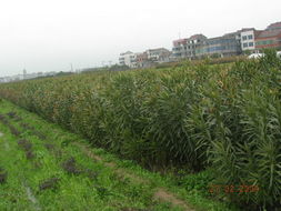 全球花木網(wǎng) 一站式花木產(chǎn)品與苗木圖片展示平臺(tái)