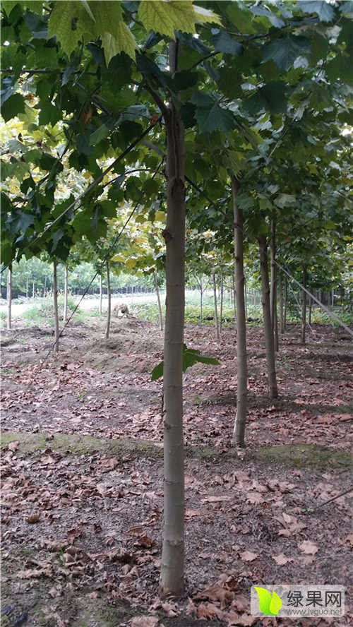 2020年綠化苗木價(jià)格行情走勢分析與展望