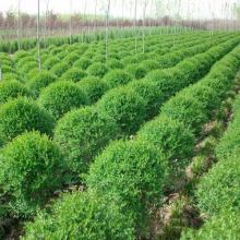 2019年綠化苗木市場行情與批發(fā)價(jià)格分析——基于第16頁園林網(wǎng)數(shù)據(jù)