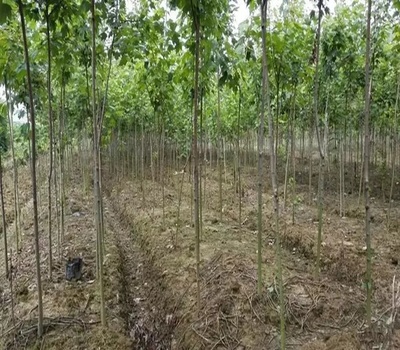 生態(tài)苗 苗木產(chǎn)業(yè)的新風(fēng)口與行動(dòng)指南