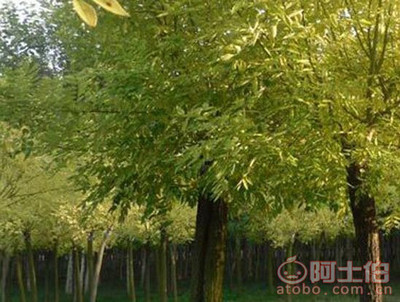 金葉槐 園林綠化新寵，熱賣促銷中